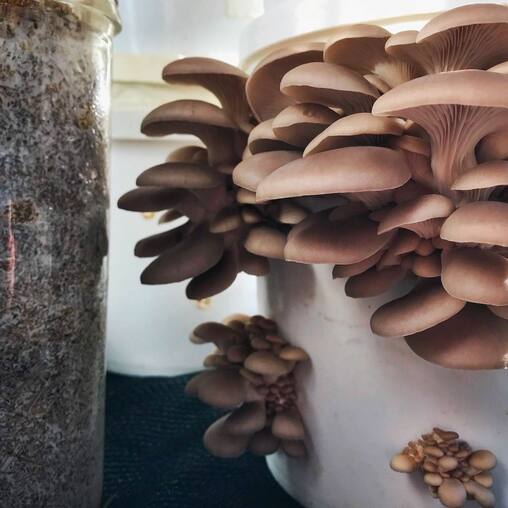 Oyster mushrooms fruiting from the holes in a reusable bucket