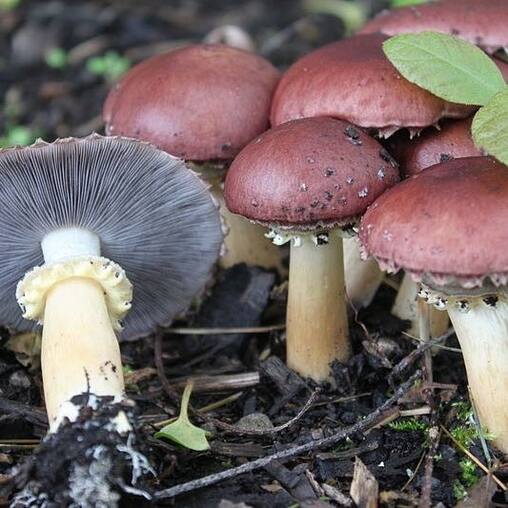 Wine cap mushrooms coming up through the mulch in a garden bed