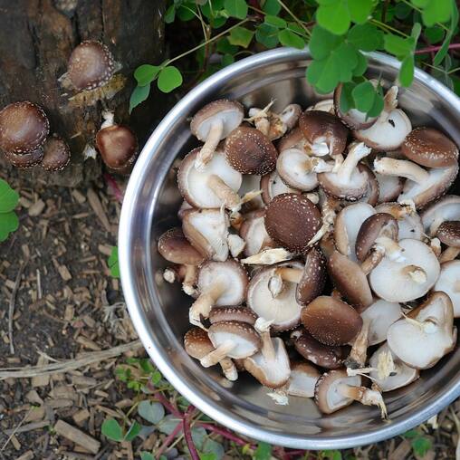 A big bowl of freshly picked shiitake mushrooms