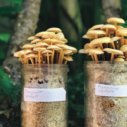 Clusters of golden mushrooms fruiting from glass jars