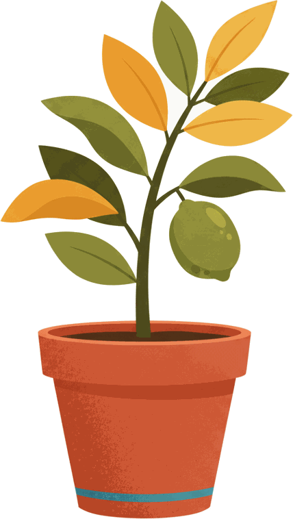 A young plant with branches in a terracotta pot