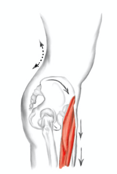 anterior pelvic tilt illustration