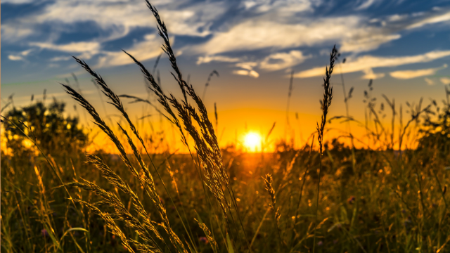 photo - sunset behind wheat pant