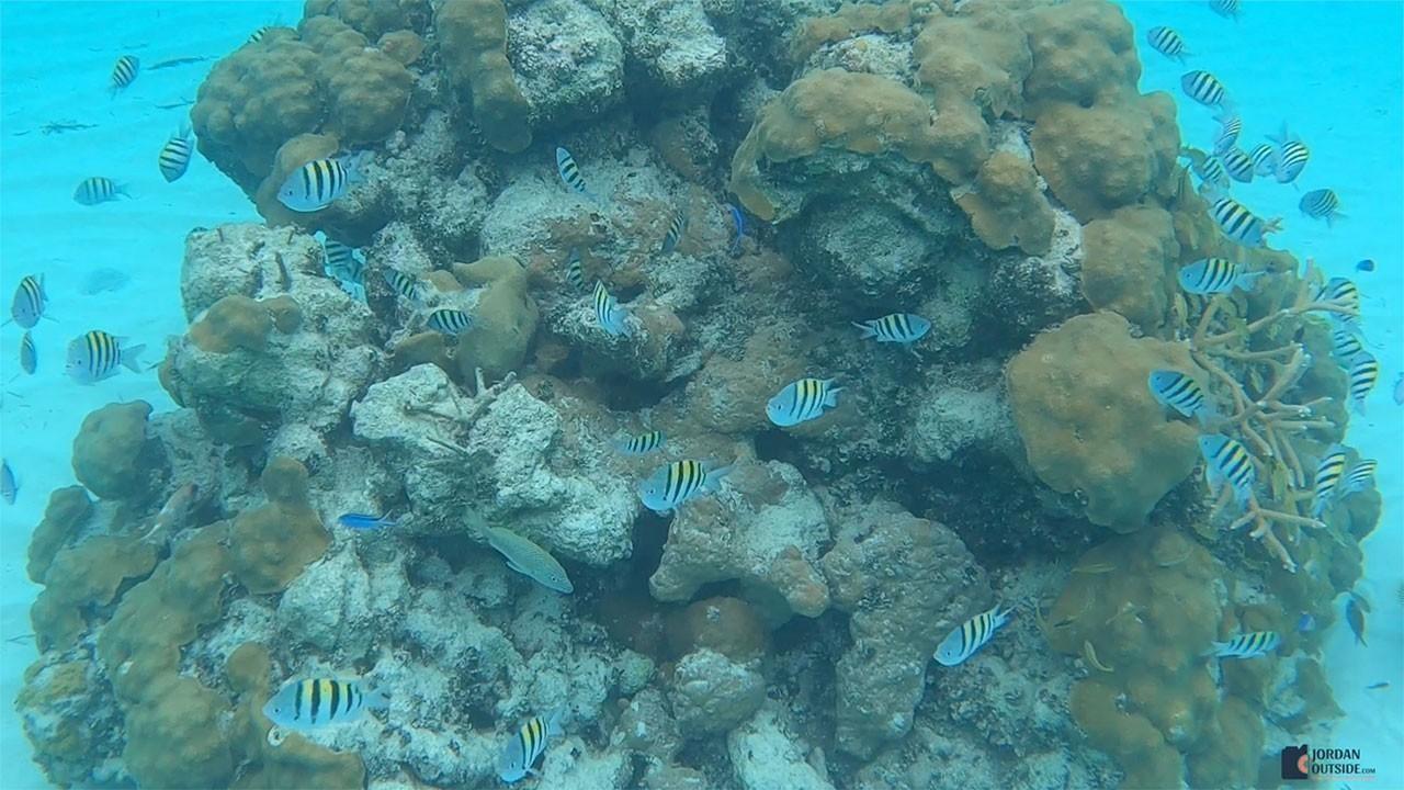 Coral Reef in the Bahamas