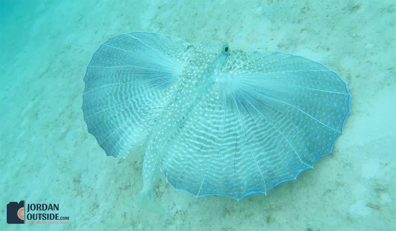 Flying Fish in Barbados