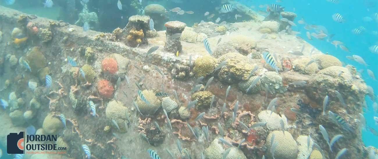 Snorkeling in Barbados