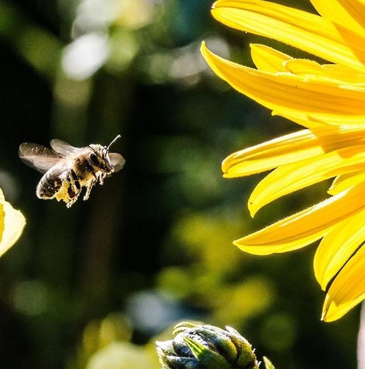 worker bee and sunflower