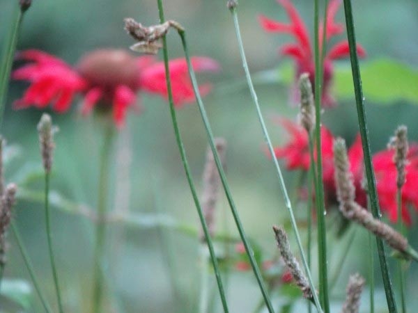 Monarda flowering herb in Wise Woman Tradition