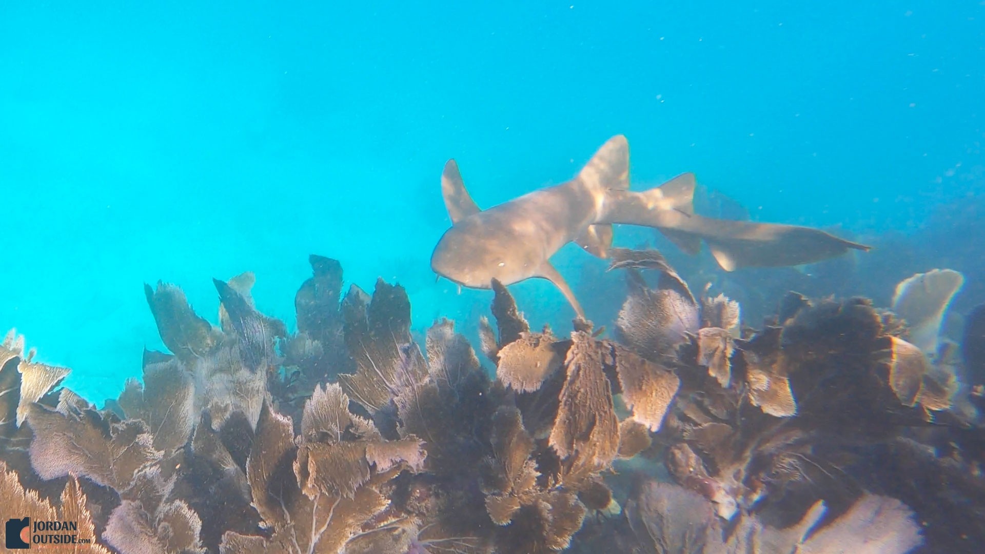 Reef Shark at the Grecian Rocks Coral Reef