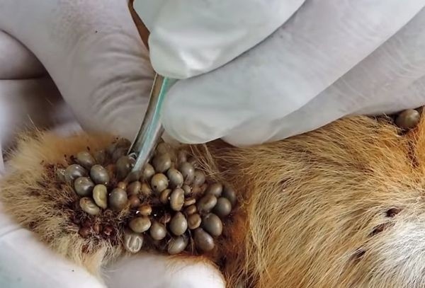 How To Get Rid Of Ticks